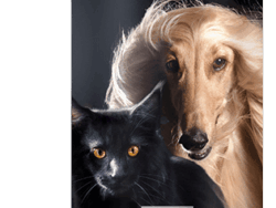 ODŻYWKA BEZ SPŁUKIWANIA 200ml